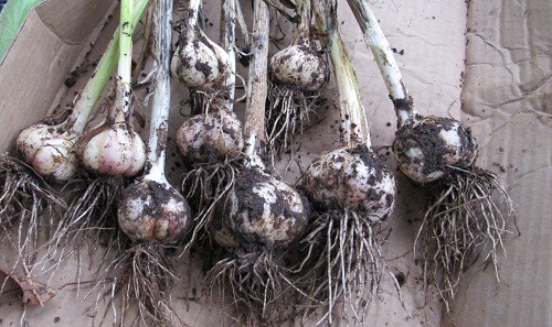 jul02 garlic.jpg